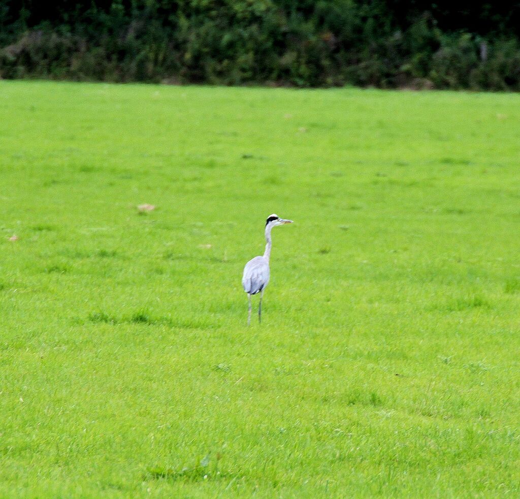 Grey Heron