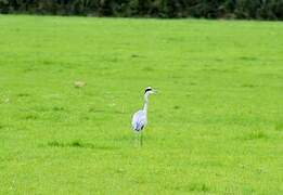 Grey Heron