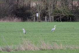 Grey Heron