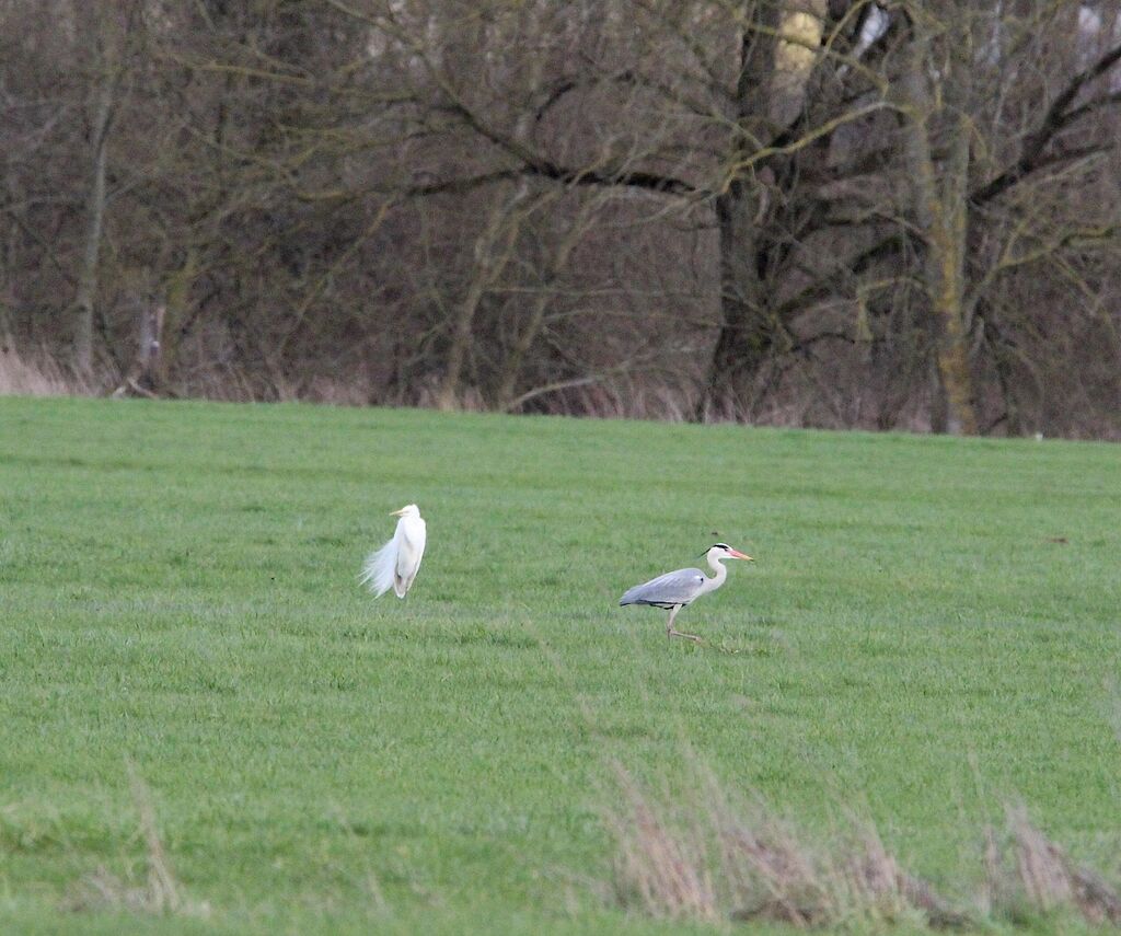 Grey Heron