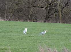 Grey Heron