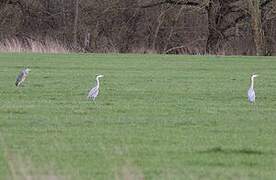 Grey Heron