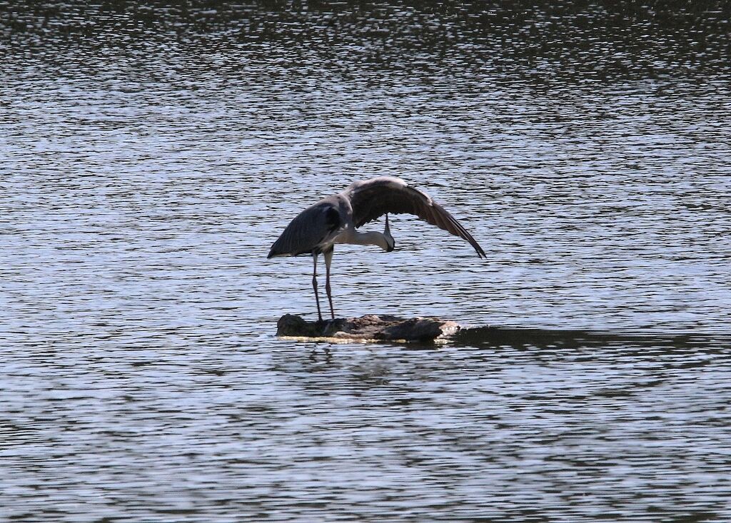 Grey Heron