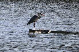 Grey Heron