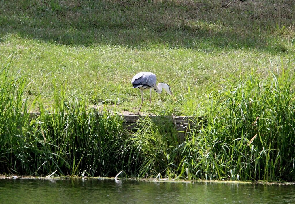 Grey Heron