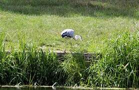 Grey Heron