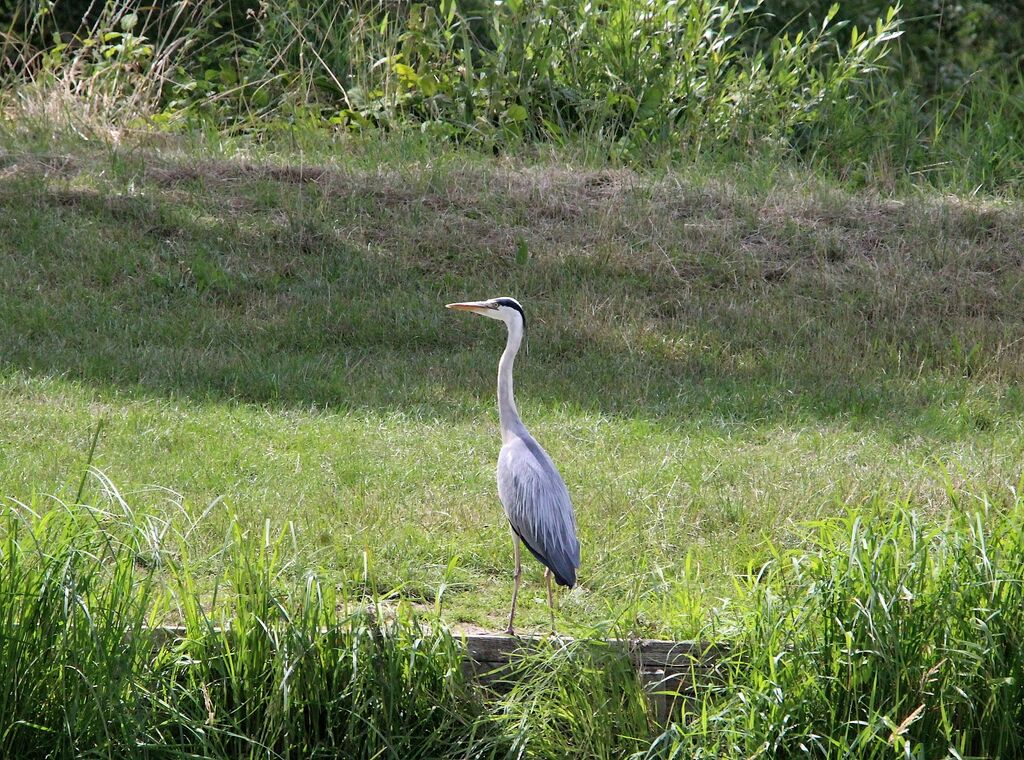 Grey Heron