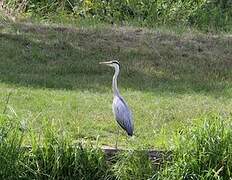 Grey Heron