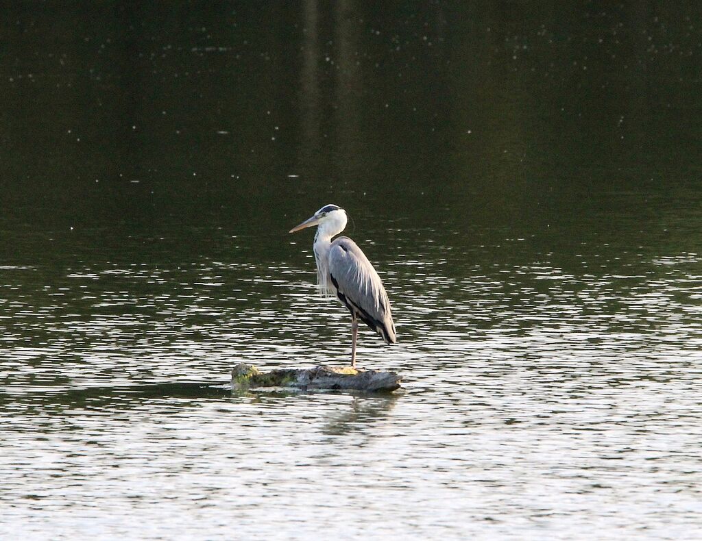 Grey Heron