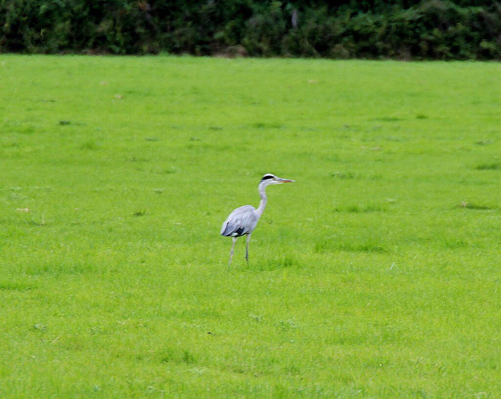 Grey Heron