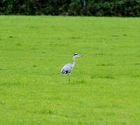 Grey Heron