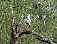 Grey Heron