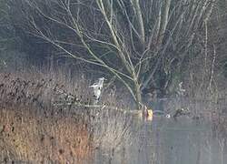 Grey Heron