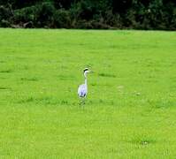 Grey Heron