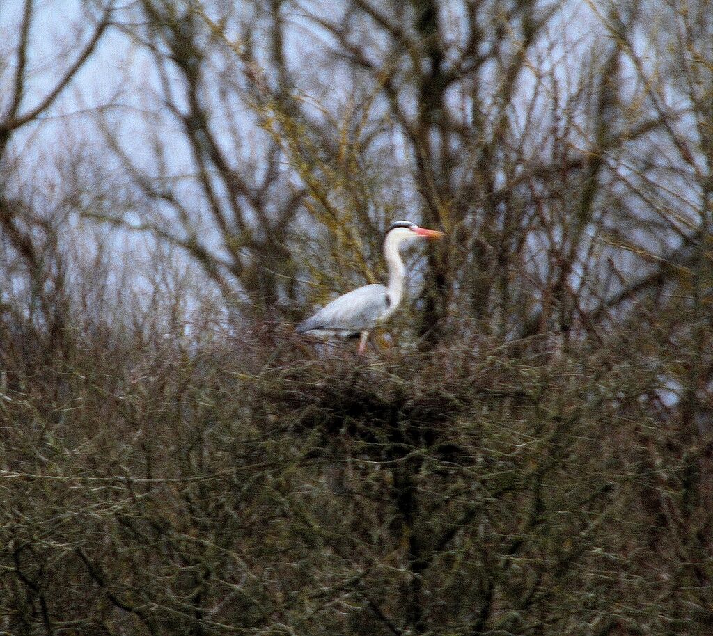 Grey Heron