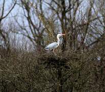 Grey Heron