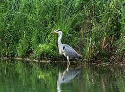 Grey Heron