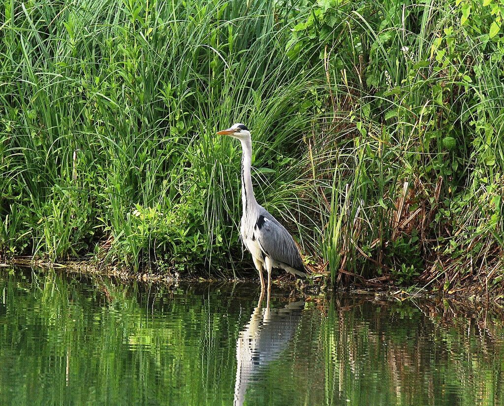 Grey Heron