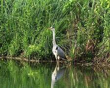 Grey Heron