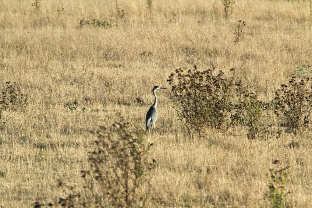 Grey Heron