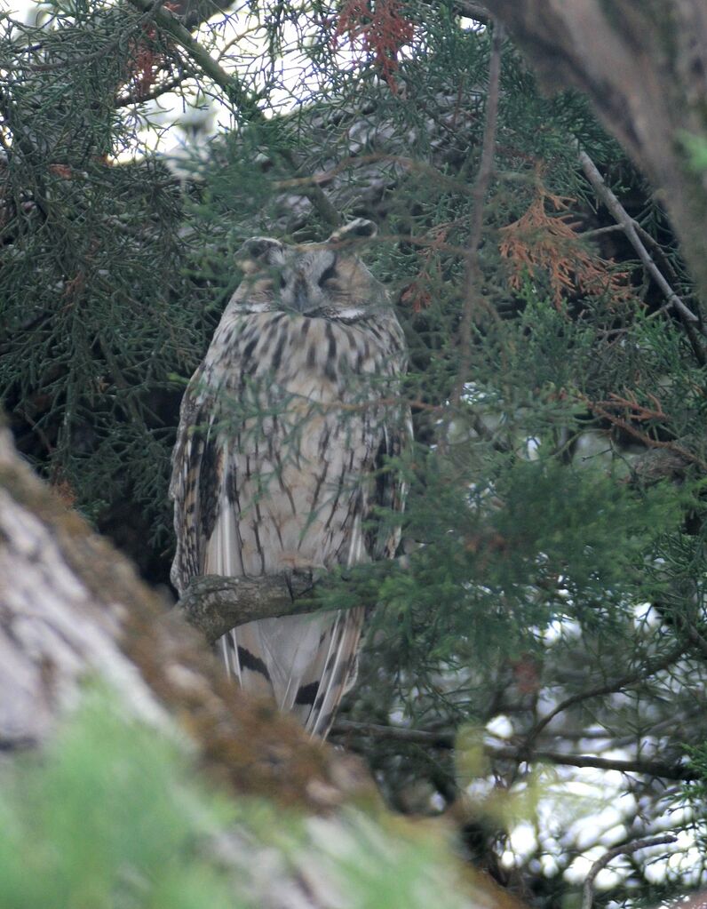 Long-eared Owl