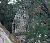 Long-eared Owl