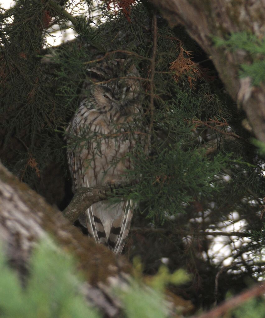 Hibou moyen-duc