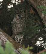 Long-eared Owl