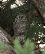 Long-eared Owl