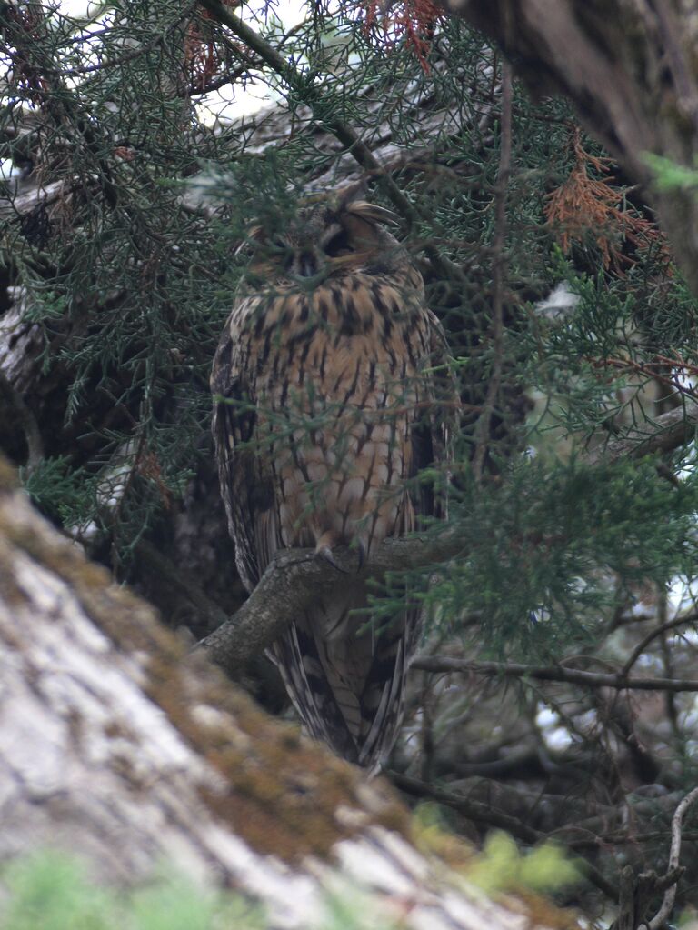 Hibou moyen-duc