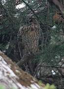 Long-eared Owl