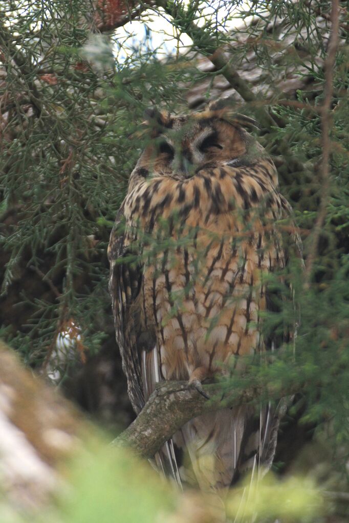 Long-eared Owl