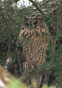 Long-eared Owl