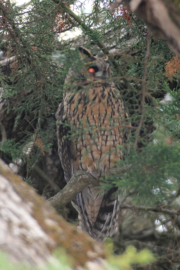 Hibou moyen-duc