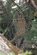 Long-eared Owl