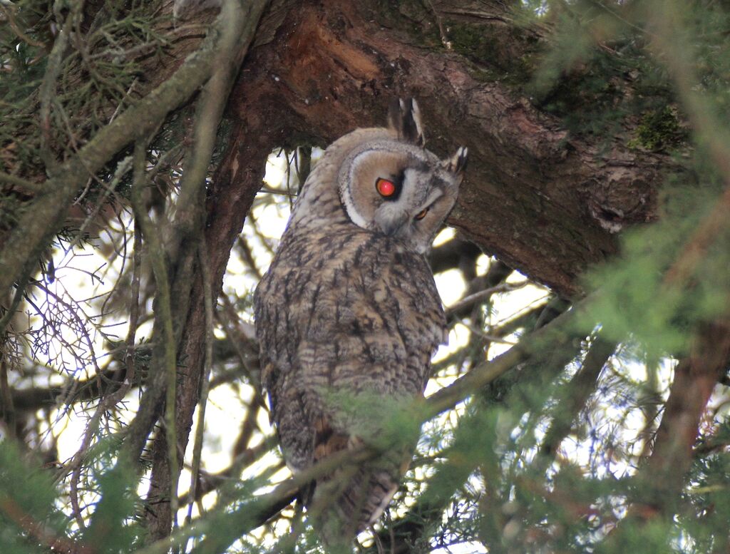 Hibou moyen-duc