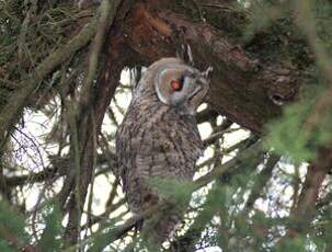 Hibou moyen-duc