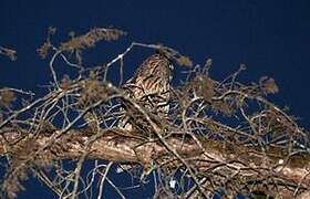 Hibou moyen-duc