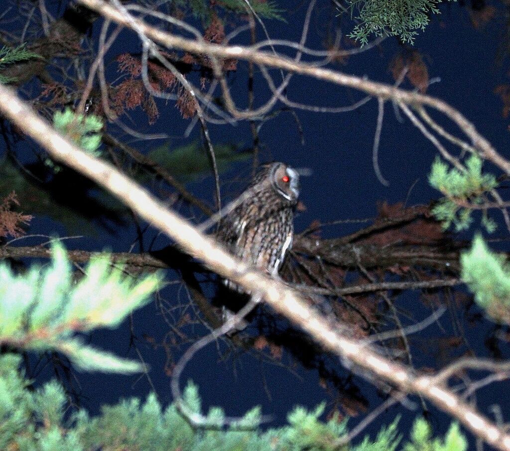 Hibou moyen-duc