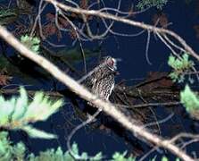 Hibou moyen-duc