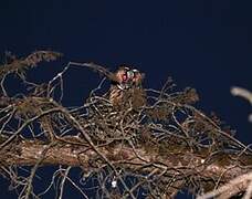 Hibou moyen-duc