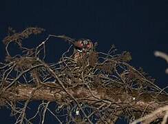 Hibou moyen-duc