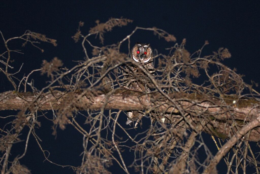 Hibou moyen-duc