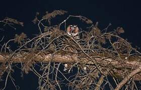 Hibou moyen-duc