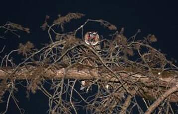 Hibou moyen-duc