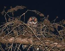 Hibou moyen-duc