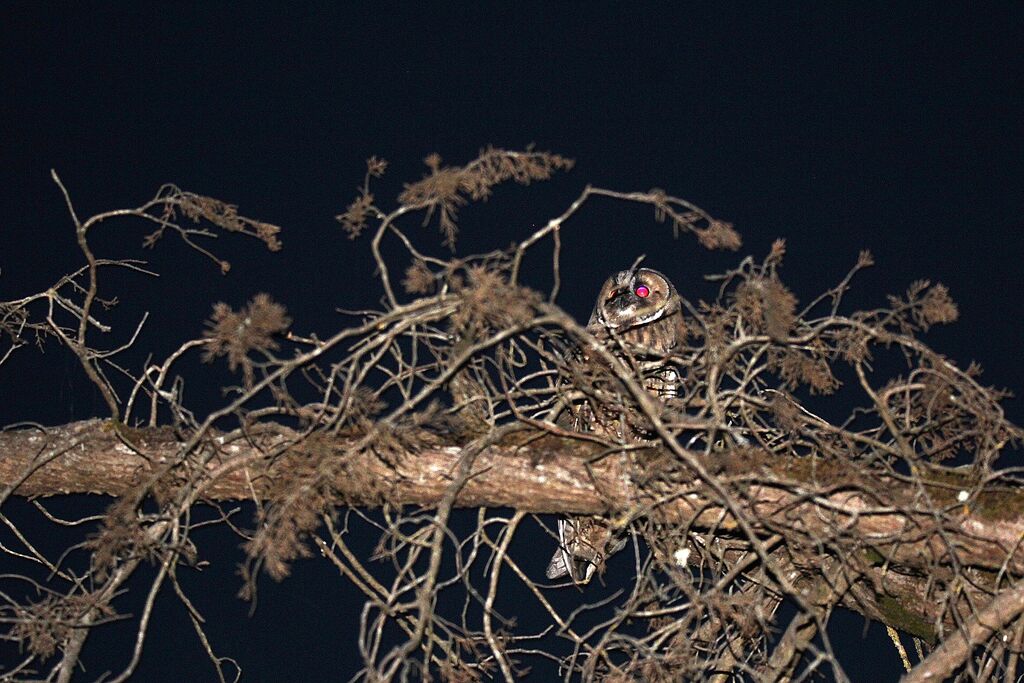 Hibou moyen-duc