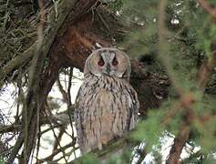 Long-eared Owl