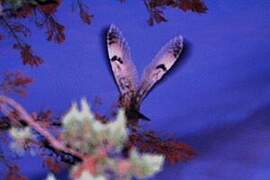 Hibou moyen-duc