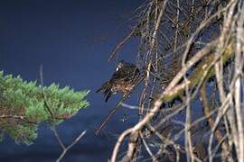 Hibou moyen-duc